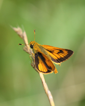 Delaware Skipper male